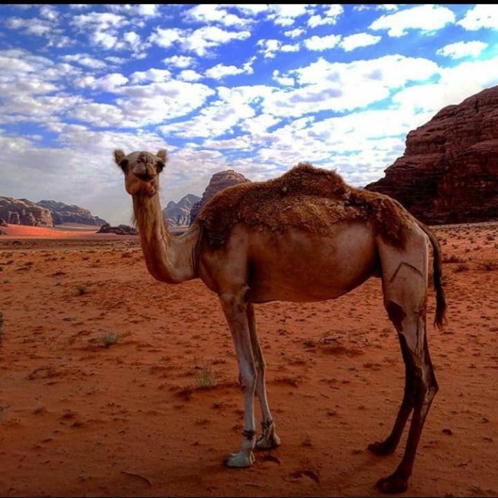 Wadi Rum Local Guide Camp Dış mekan fotoğraf